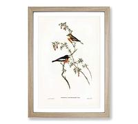 Scarlet-Breasted Robins by Elizabeth Gould Framed Print | A2 Oak Framed Wall Art | Ready to Hang | Modern Animal Picture | Living Room Bedroom Lounge Office
