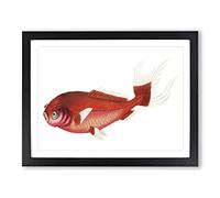 Scarlet Carp Fish By George Shaw Vintage Framed Print | A3 Black Framed Wall Art | Ready to Hang | Classic Animal Picture | Living Room Bedroom Lounge Office