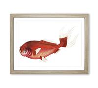 Scarlet Carp Fish By George Shaw Vintage Framed Print | A3 Oak Framed Wall Art | Ready to Hang | Classic Animal Picture | Living Room Bedroom Lounge Office
