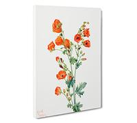 Scarlet Globe Mallow By Mary Vaux Walcott Canvas Print | Gallery Wrapped 30mm Frame Wall Art | 30x20 inches | Ready to Hang | Contemporary Picture | Living Room Bedroom Lounge Office