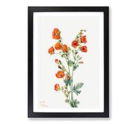 Scarlet Globe Mallow by Mary Vaux Walcott Framed Print | A2 Black Framed Wall Art | Ready to Hang | Modern Map Picture | Living Room Bedroom Lounge Office