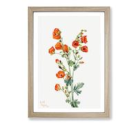 Scarlet Globe Mallow by Mary Vaux Walcott Framed Print | A2 Oak Framed Wall Art | Ready to Hang | Modern Map Picture | Living Room Bedroom Lounge Office