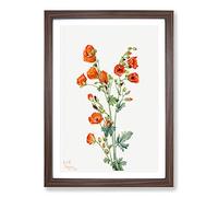 Scarlet Globe Mallow by Mary Vaux Walcott Framed Print | A2 Walnut Framed Wall Art | Ready to Hang | Modern Map Picture | Living Room Bedroom Lounge Office