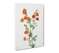 Scarlet Globe Mallow Flowers By Mary Vaux Walcott Canvas Print | Gallery Wrapped 30mm Frame Wall Art | 24x16 inches | Ready to Hang | Retro Floral Picture | Living Room Bedroom Lounge Office