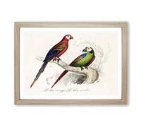 Scarlet & Green Macaw Framed Print | A2 Oak Framed Wall Art | Ready to Hang | Modern Nature Picture | Living Room Bedroom Lounge Office