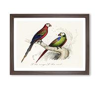 Scarlet & Green Macaw Parrot Vintage Framed Print | A2 Walnut Framed Wall Art | Ready to Hang | Classic Animal Picture | Living Room Bedroom Lounge Office
