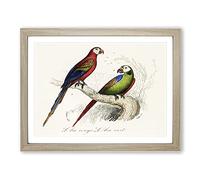 Scarlet & Green Macaw Parrot Vintage Framed Print | A4 Oak Framed Wall Art | Ready to Hang | Classic Animal Picture | Living Room Bedroom Lounge Office