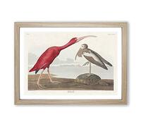 Scarlet I ird by John James Audubon Framed Print | A2 Oak Framed Wall Art | Ready to Hang | Modern Nature Picture | Living Room Bedroom Lounge Office