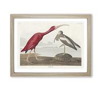 Scarlet I ird By John James Audubon Vintage Framed Print | A4 Oak Framed Wall Art | Ready to Hang | Classic Nature Picture | Living Room Bedroom Lounge Office