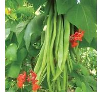 Scarlet imperatore Fagiolo rampicante (50 Semi), non-OGM, Heirloom, coltivati biologicamente
