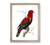 Scarlet Lory By George Shaw Vintage Framed Print | A3 Oak Framed Wall Art | Ready to Hang | Classic Nature Picture | Living Room Bedroom Lounge Office
