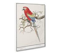 Scarlet Macaw Parrot By A.B. De Boodt Vintage Canvas Wall Art Print Ready to Hang, Framed Picture for Living Room Bedroom Home Office Décor, 24x16 Inch (60x40 cm)