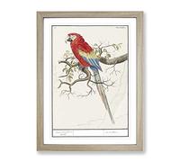 Scarlet Macaw Parrot By A.B. De Boodt Vintage Framed Print | A2 Oak Framed Wall Art | Ready to Hang | Classic Animal Picture | Living Room Bedroom Lounge Office