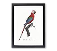 Scarlet Macaw Parrot By F. Levaillant Vintage Framed Print | A2 Black Framed Wall Art | Ready to Hang | Classic Animal Picture | Living Room Bedroom Lounge Office