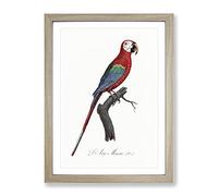 Scarlet Macaw Parrot By F. Levaillant Vintage Framed Print | A3 Oak Framed Wall Art | Ready to Hang | Classic Animal Picture | Living Room Bedroom Lounge Office