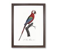 Scarlet Macaw Parrot By F. Levaillant Vintage Framed Print | A3 Walnut Framed Wall Art | Ready to Hang | Classic Animal Picture | Living Room Bedroom Lounge Office
