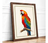 Scarlet Macaw Study Botanical Framed Wall Art Print A2 (59.4×42cm) Walnut, Wall Decor for Living Room, Bedroom, Office & Home, Ready to Hang, Art Gift
