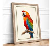 Scarlet Macaw Study Botanical Framed Wall Art Print A3 (42×29.7cm) Oak, Wall Decor for Living Room, Bedroom, Office & Home, Ready to Hang, Art Gift