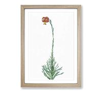 Scarlet Martagon Lily by Pierre-Joseph Redoute Framed Print | A2 Oak Framed Wall Art | Ready to Hang | Modern Floral Picture | Living Room Bedroom Lounge Office