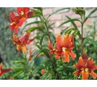 Scarlet Monkeyflower Flower Essences 30ml Dosage Prepared from FES Stock Essences