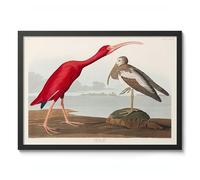 Scarlett Ibis Poster John James Audubon Vintage Bird Illustration Antique Print Ornithology Art, Archival Matte, A2 (Black Frame) - 59.4x42cm