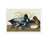 Scaup Ducks Poster John James Audubon Vintage Bird Illustration Antique Print Ornithology Art, Archival Matte, A1 (Print Only) - 84.1x59.4cm