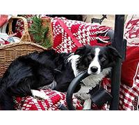 SCDSM Cross Stitch Kits for Adults,Border Collie Dog,11CT Cross Stitch Kits,Stamped Embroidery Kits for Beginners,Easy Hand Fabric Craft Kits for Adults UK 40x50cm