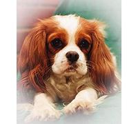 SCDSM Cross Stitch Kits for Adults,Cavalier King Charles Spaniel,11CT Cross Stitch Kits,Stamped Embroidery Kits for Beginners,Easy Hand Fabric Craft Kits for Adults UK 40x50cm