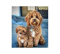 SCDSM Cross Stitch Kits for Adults,Cavapoo,11CT Cross Stitch Kits,Stamped Embroidery Kits for Beginners,Easy Hand Fabric Craft Kits for Adults UK 40x50cm