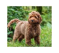 SCDSM Cross Stitch Kits for Adults,Cockapoo,11CT Cross Stitch Kits,Stamped Embroidery Kits for Beginners,Easy Hand Fabric Craft Kits for Adults UK 40x50cm