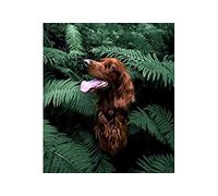 SCDSM Cross Stitch Kits for Adults,Dog Cocker Spaniel,11CT Cross Stitch Kits,Stamped Embroidery Kits for Beginners,Easy Hand Fabric Craft Kits for Adults UK 40x50cm