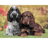 SCDSM Cross Stitch Kits for Adults,Dogs Cocker Spaniel,11CT Cross Stitch Kits,Stamped Embroidery Kits for Beginners,Easy Hand Fabric Craft Kits for Adults UK 40x50cm