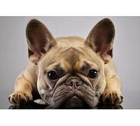 SCDSM Cross Stitch Kits for Adults,French Bulldog,11CT Cross Stitch Kits,Stamped Embroidery Kits for Beginners,Easy Hand Fabric Craft Kits for Adults UK 40x50cm