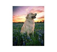 SCDSM Cross Stitch Kits for Adults,Golden Retriever Flowers,11CT Cross Stitch Kits,Stamped Embroidery Kits for Beginners,Easy Hand Fabric Craft Kits for Adults UK 40x50cm