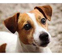 SCDSM Cross Stitch Kits for Adults,Jack Russell Terrier,11CT Cross Stitch Kits,Stamped Embroidery Kits for Beginners,Easy Hand Fabric Craft Kits for Adults UK 40x50cm