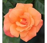 Scent From Heaven Rose 5.5L Pot Awardwinning Fragrant Salmonorange Blooms Garden Plant