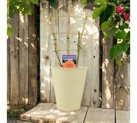Scent From Heaven Rose 5.5L Pot Awardwinning Fragrant Salmonorange Blooms Garden Plant