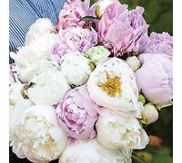 Scented Bouqet Peony Mix 6 Bare Roots Inc: 2x Duchesse de Nemours, 2x Sarah bernhardt and 2x Miss america by Thompson and Morgan