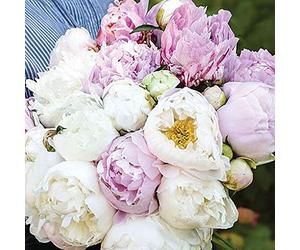 Scented Bouqet Peony Mix 6 Bare Roots Inc: 2x Duchesse de Nemours, 2x Sarah bernhardt and 2x Miss america by Thompson and Morgan
