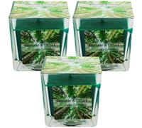 Scented Candle - Balsam & Cedar - 7oz - 3x/6x/12x (3)