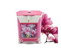 Scented Candle Magnolia Blooms 170g Single Wick 45hrs Burn Time Glass Jar Gift