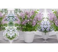 Scented Lilac Potted Plants:Lilac (Syringa) Meyeri Palibin 9cm Pots /Two