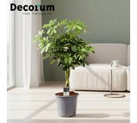 Schef Ar Mixed Stam Pot Size 21 Cm Height 75 Indoor Houseplant