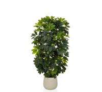 Schefflera 2 - Artificial plant Green