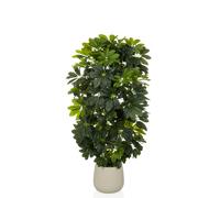 Schefflera 2 - Artificial plant Green/White
