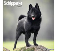 Schipperke 2026 Calendar | Square Wall Calendar | Dog Breed Gift | Plastic Free Packaging | by Avonside Publishing