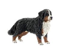 Bernese Mountain Dog, Female