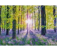 Tranquil Bluebell Woods
