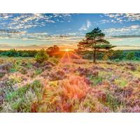 Schmidt Jigsaw Puzzle – Sunset on the Heath – 1000 Pieces – Ages 14+