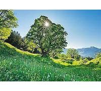 Schmidt Sycamore Maple in the Sunlight Jigsaw Puzzle (1000 Pieces)